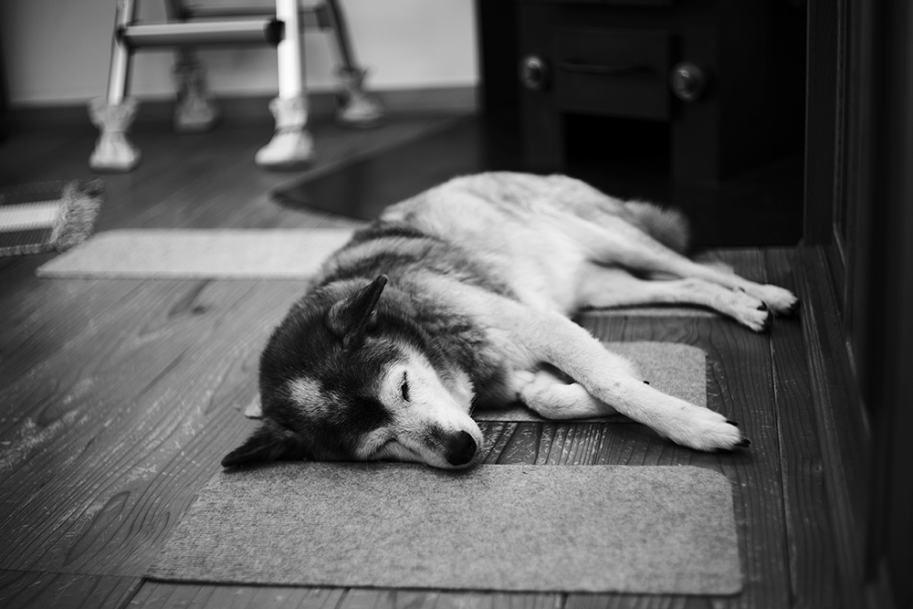 リラックスをしている柴犬