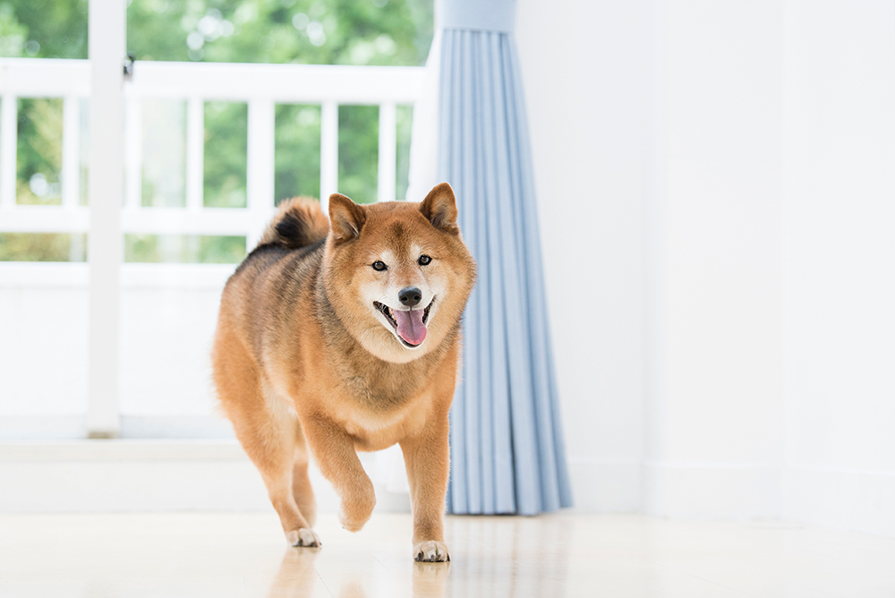 リビングで動き回る柴犬